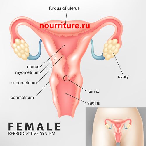 Female-reproductive-system1.jpg